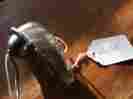 01-0770875-02 Whelen Led Wing Tip Position Light P N 2633