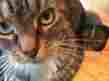 658400106 Aerosonic Indicator Fuel Flow 2636 Cat Not Included